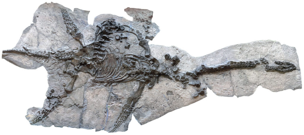 Holotype of Plesiosaurus dolichodeirus. Natural History Museum London collection (NHMUK PV OR 22656)