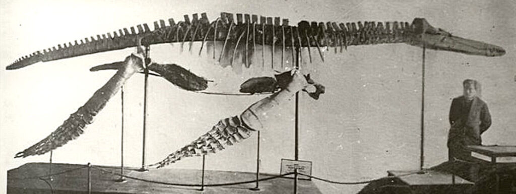 Pliosaurus irgisensis