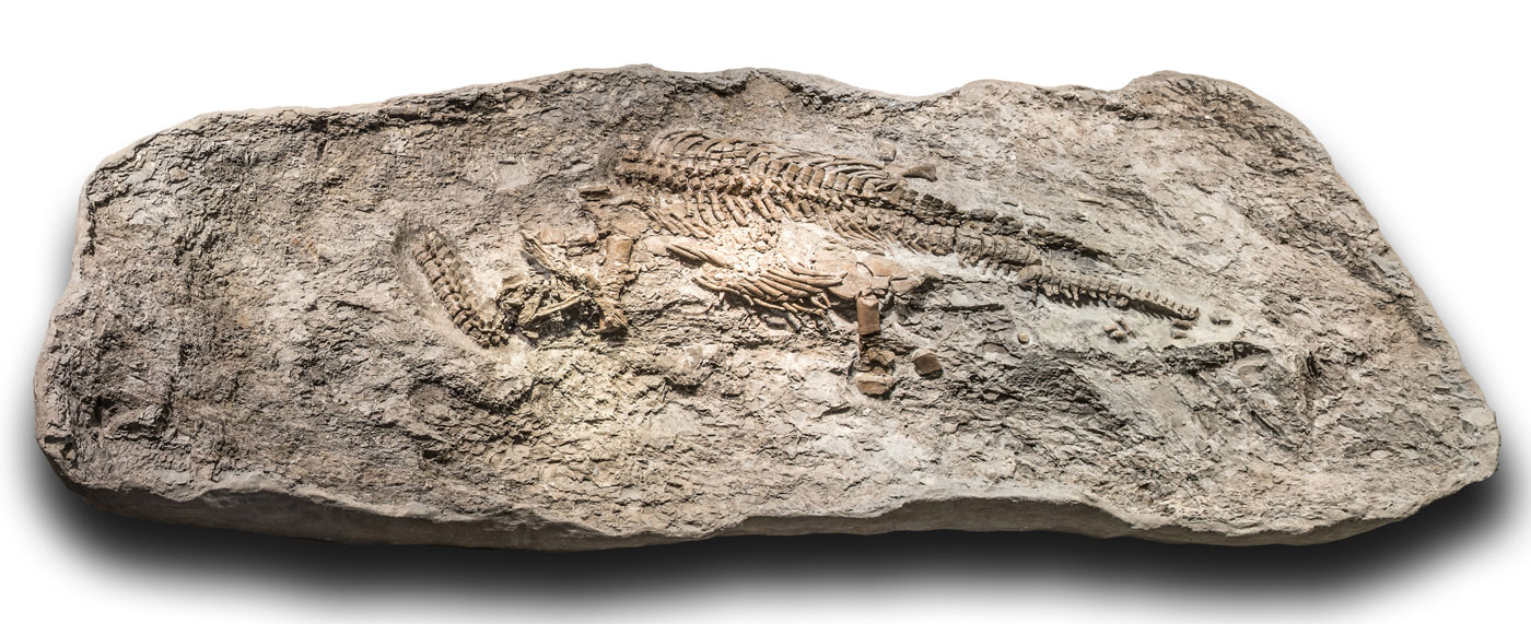 Skeleton of Rhaeticosaurus mertensi. Photo provided by LWL-Museum für Naturkunde, Münster (Photo: LWL/Steinweg)