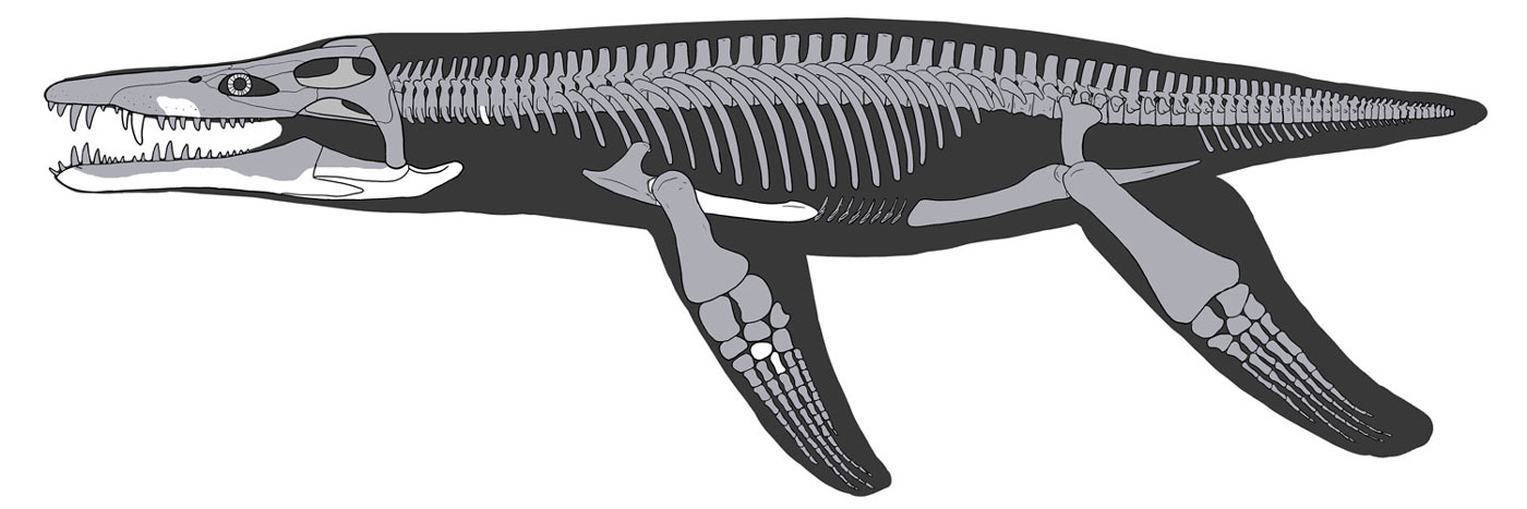 Skeletal reconstruction of Lorrainosaurus keileni by Joschua Knüppe
