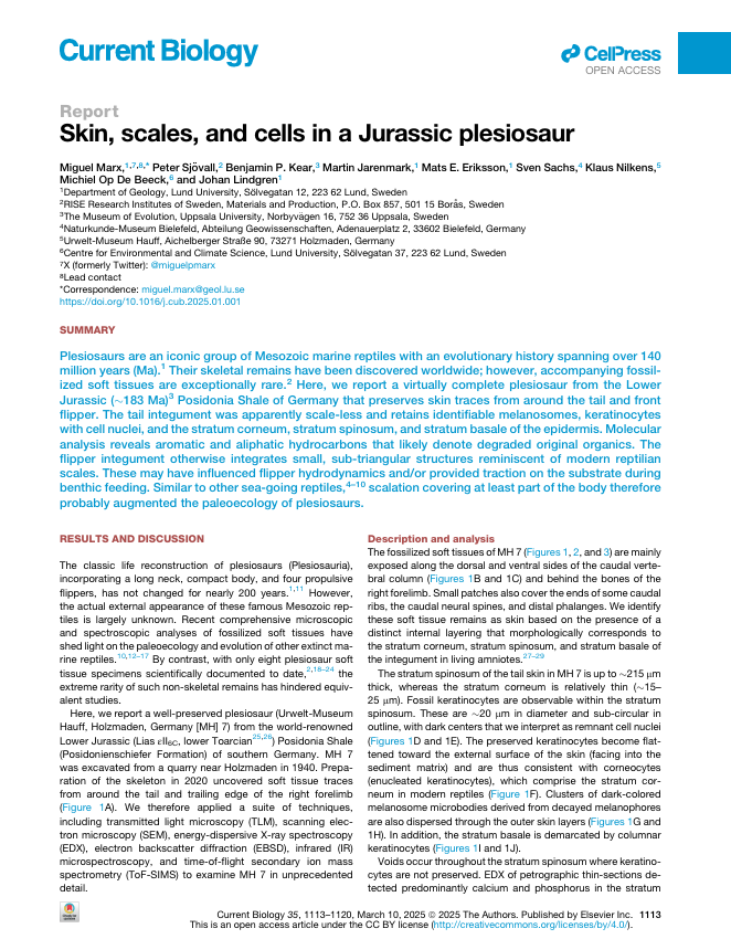 Skin, scales, and cells in a Jurassic plesiosaur