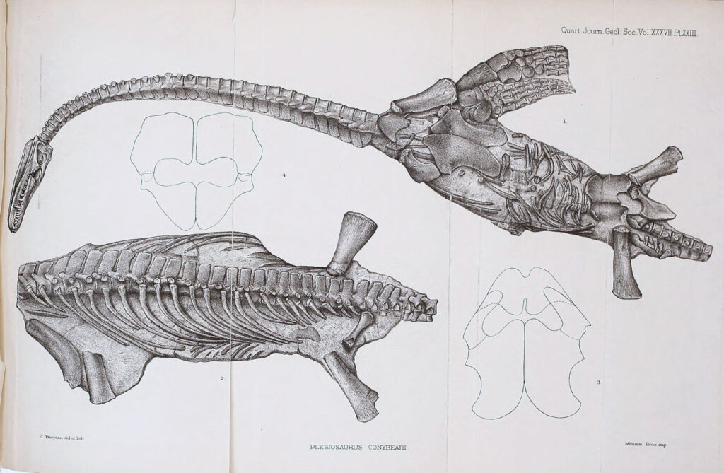 Drawings of the Attenborosaurus conybeari holotype skeleton Cb 2479 (from Sollas 1881)