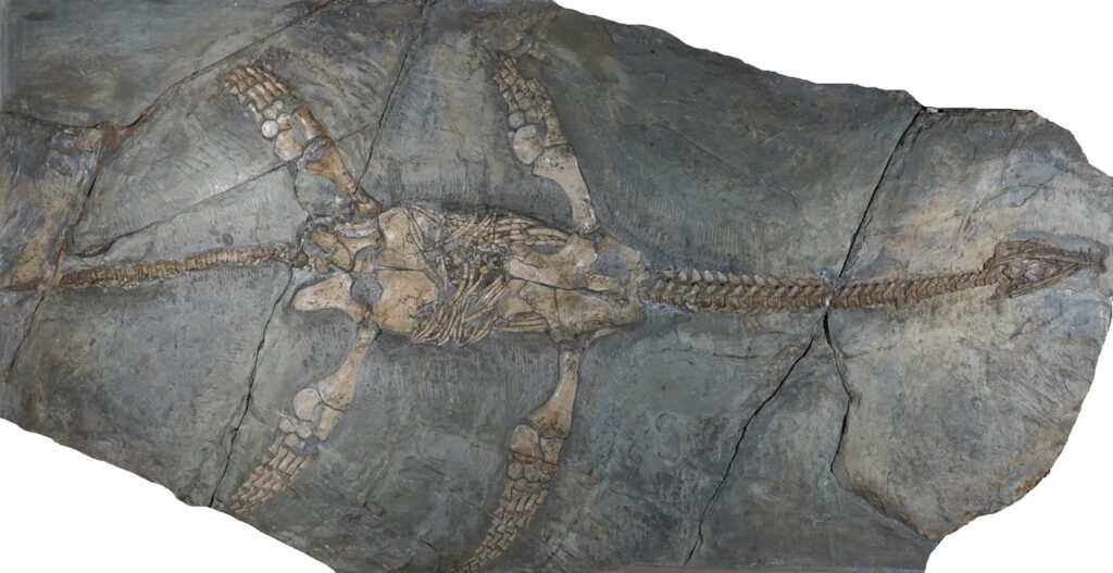 Skeleton of Thalassiodracon hawkinsii. Collection of the Academy of Natural Sciences in Philadelphia.