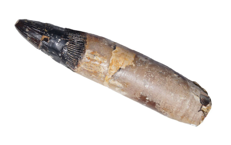 Lorrainosaurus keileni 20 Tooth of Lorrainosaurus keileni