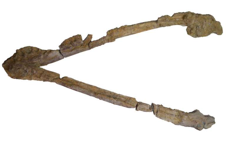 Lorrainosaurus keileni 19 Mandible of Lorrainosaurus keileni in dorsal view