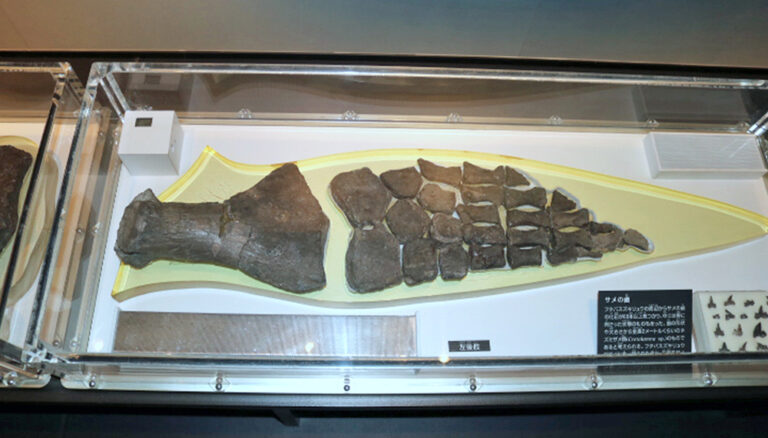 Futabasaurus suzukii paddle