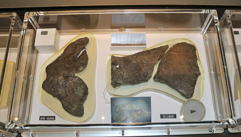 Futabasaurus suzukii clavicle and humerus at the National Museum of Science in Tokyo