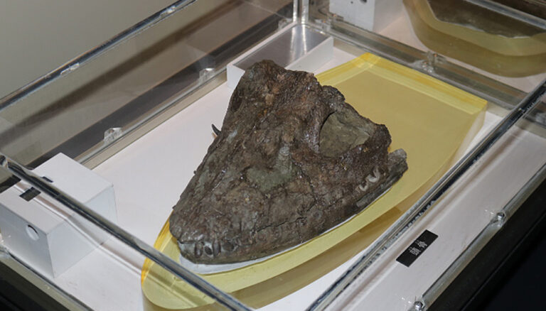 Futabasaurus suzukii skull at the National Museum of Science in Tokyo