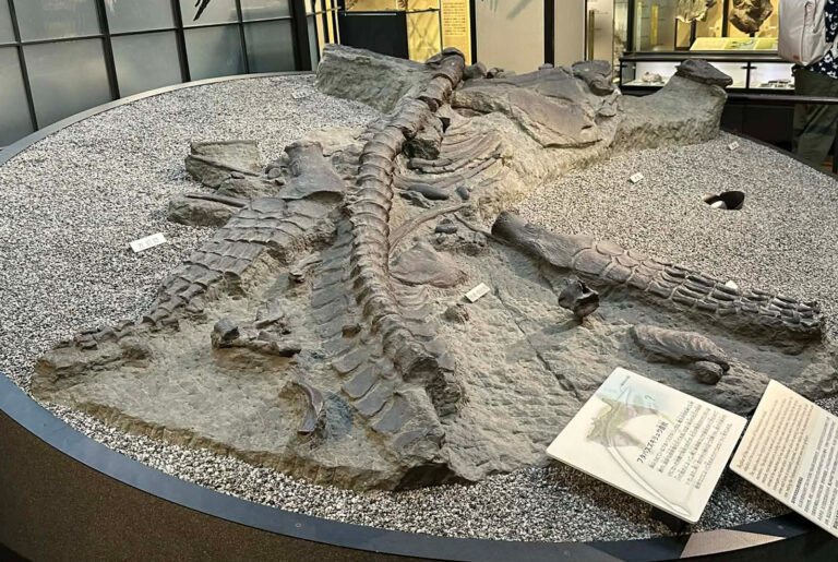 Futabasaurus suzukii postcranial skeleton at the National Museum of Science in Tokyo