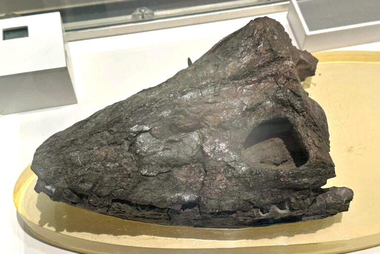 Futabasaurus suzukii holotype skull at the National Museum of Science in Tokyo