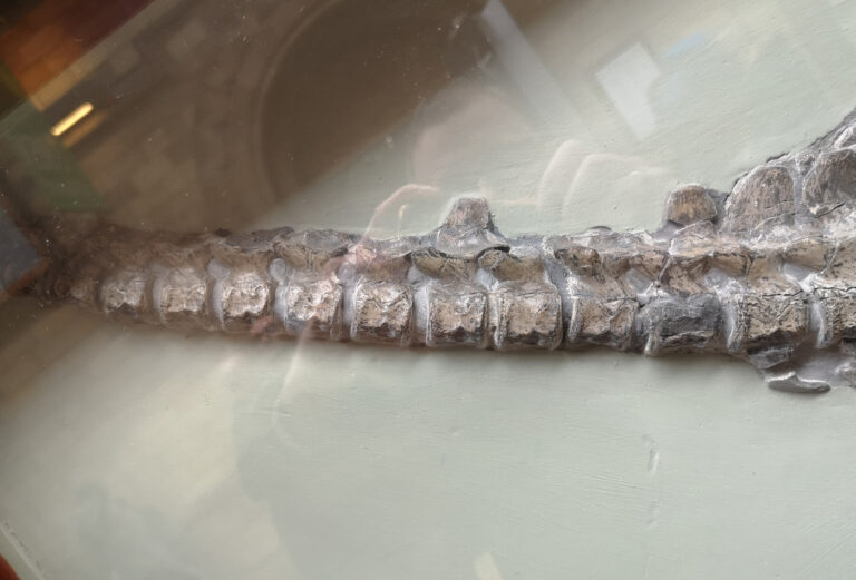 Anterior neck section of the Avalonnectes arturi holotype specimen (NHMUK 14550)