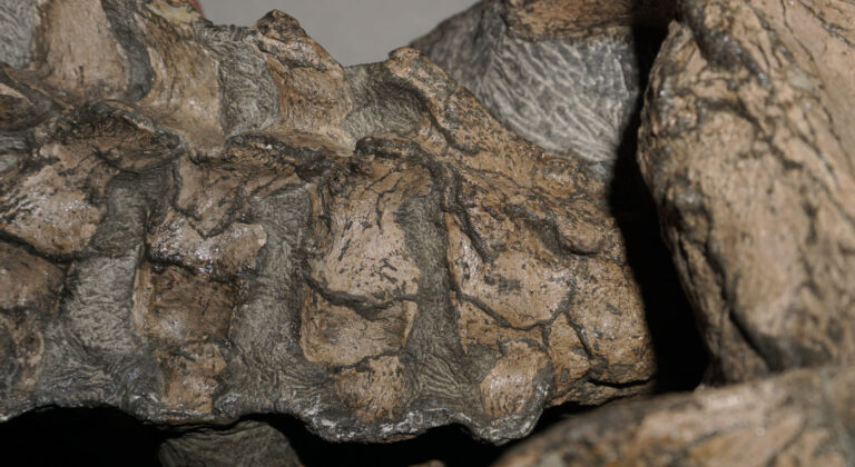 Nichollssaura borealis atlas-axis complex and anteriormost cervical vertebrae in lateral view