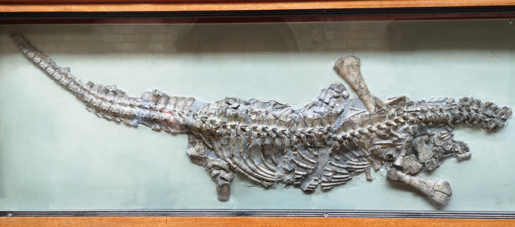 Holotype skeleton of Avalonnectes arturi (NHMUK 14550)