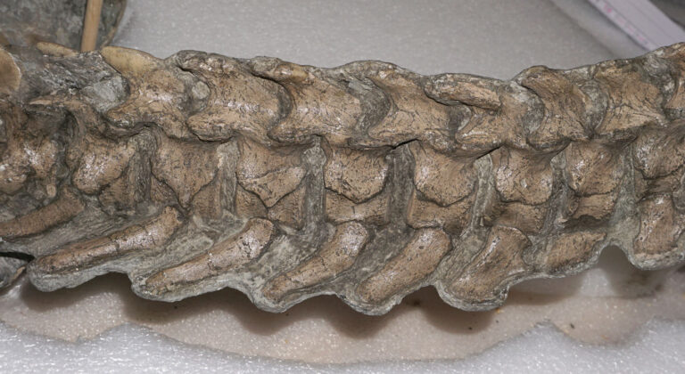 Nichollssaura borealis posterior cervical vertebrae in lateral view