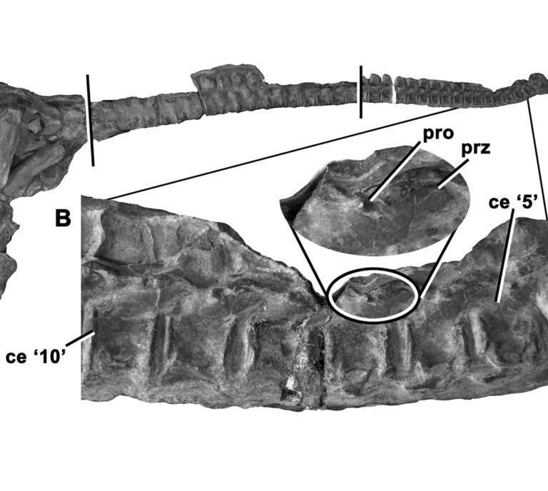 Cervical vertebrae of the Eoplesiosaurus antiquior holotype skeleton (TTNCM 8348) in lateral view, showing the lateral projections (pro) between the zygapophyses (from Benson et al. 2012).