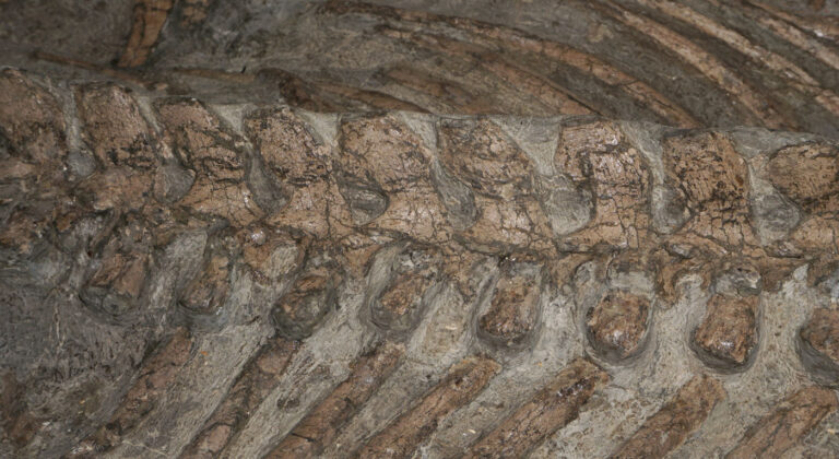 Nichollssaura borealis dorsal vertebrae in lateral view