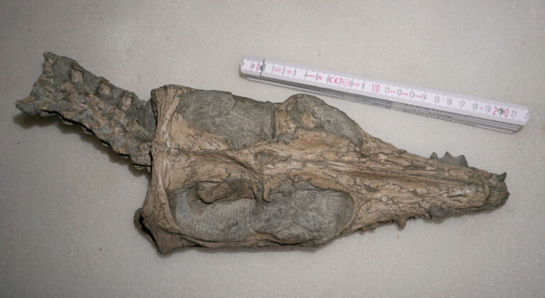 Nichollssaura borealis skull in dorsal view