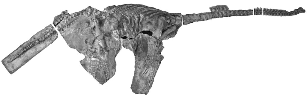 Holotype specimen of Eoplesiosaurus antiquior holotype skeleton (TTNCM 8348) in lateral view (from Benson et al. 2012).