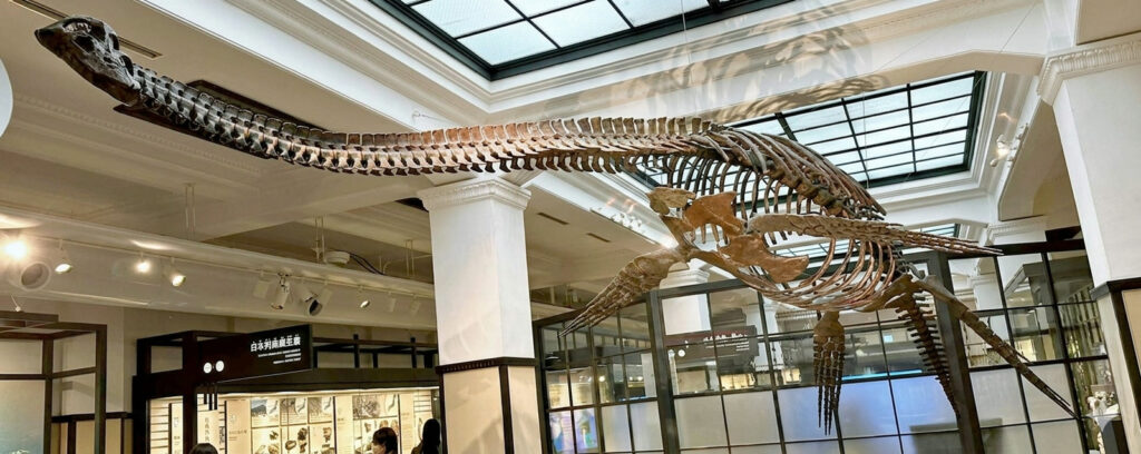 Futabasaurus suzukii skeleton at the National Science Museum in Tokyo