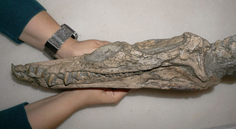 Nichollssaura borealis skull in left lateral view