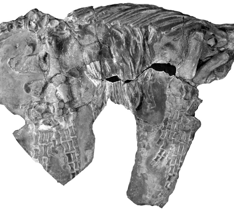 Limbs of the Eoplesiosaurus antiquior holotype skeleton (TTNCM 8348) in lateral view (from Benson et al. 2012).