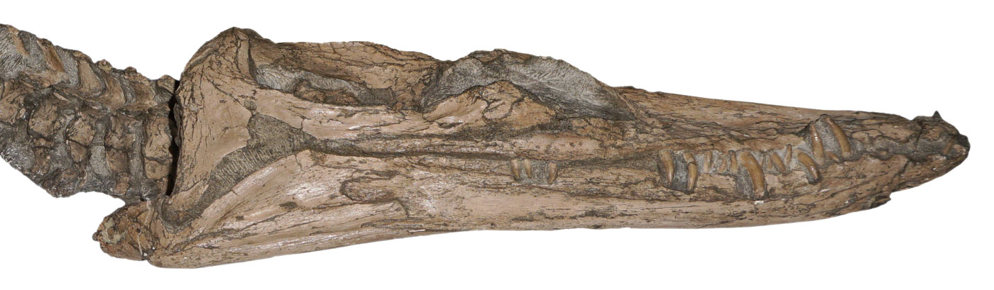 Nichollssaura skull