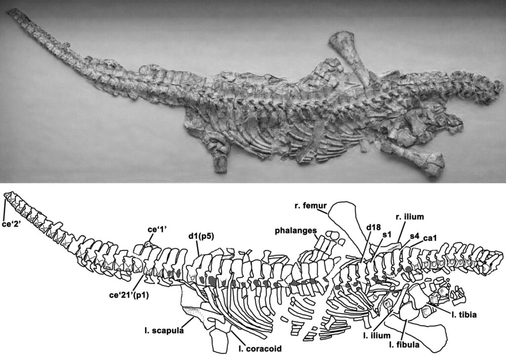 Holotype skeleton of Avalonnectes arturi (NHMUK 14550). Photo and graphical interpretation
