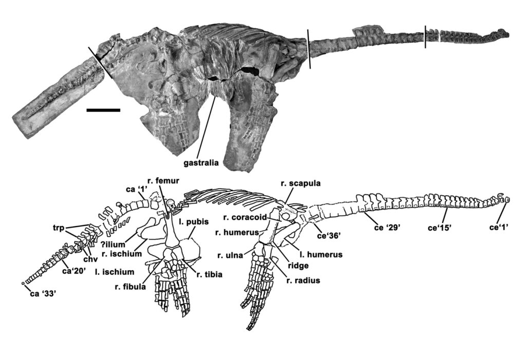 Eoplesiosaurus antiquior holotype skeleton (TTNCM 8348) in lateral view and interpretation