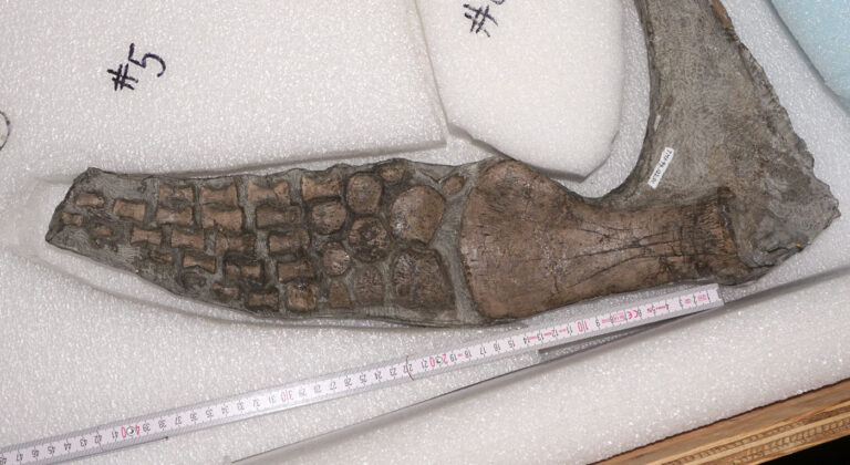 Nichollssaura borealis pectoral paddle in dorsal view