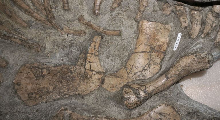 Nichollssaura borealis pelvic girdle