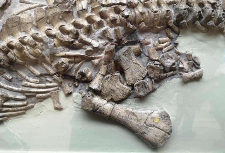 Hind limb and sacral region of the Avalonnectes arturi holotype specimen (NHMUK 14550)