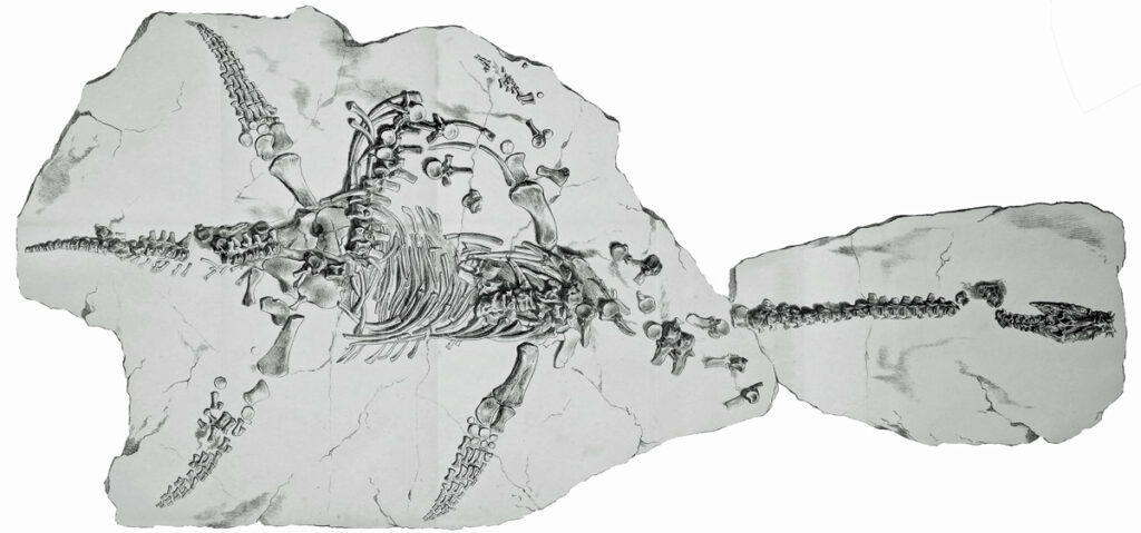 Historical drawing of the holotype of Plesiosaurus dolichodeirus. Natural History Museum London collection (NHMUK PV OR 22656)
