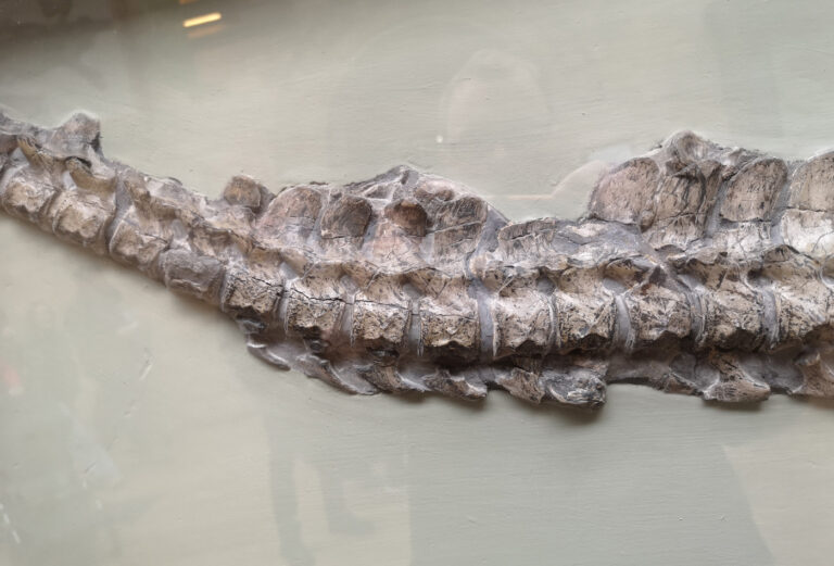 Posterior cervical vertebrae of the Avalonnectes arturi holotype specimen (NHMUK 14550)