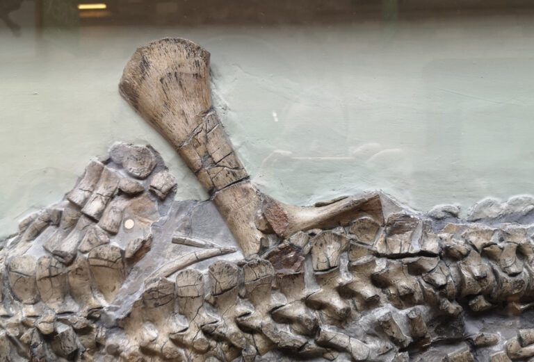 Right femur of the Avalonnectes arturi holotype specimen (NHMUK 14550)