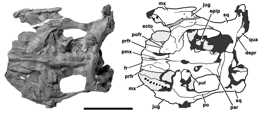 Preserved skull portion of the Avalonnectes arturi holotype specimen (NHMUK 14550)