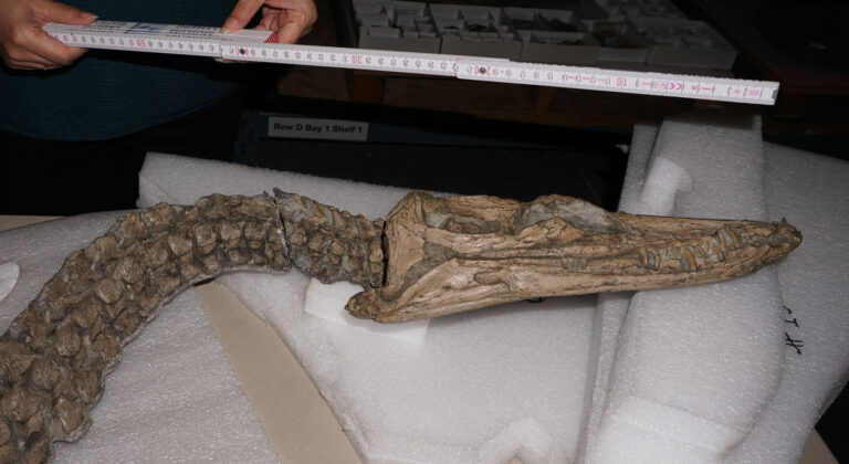 Nichollssaura borealis skull and anterior neck in right lateral view