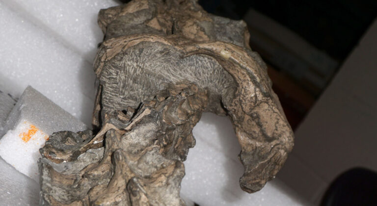 Nichollssaura borealis skull in posterior view