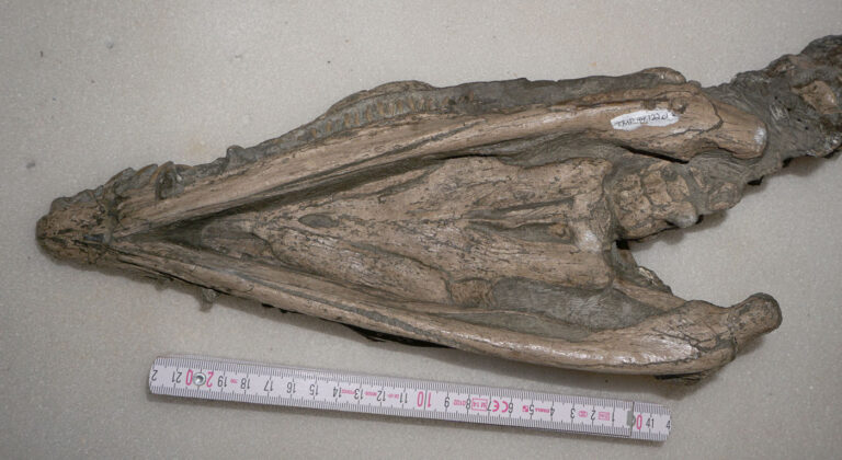 Nichollssaura borealis skull in ventral view